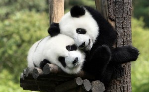 Hari Blogger di Zoo Negara Sempena Ulang Tahun Panda