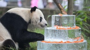 Panda Jantan Tertua Di Dunia Bernama Pan Pan Mati Akibat Kanser
