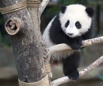 Anak Panda Nuan Nuan Akan Pulang ke China 14 November 2017